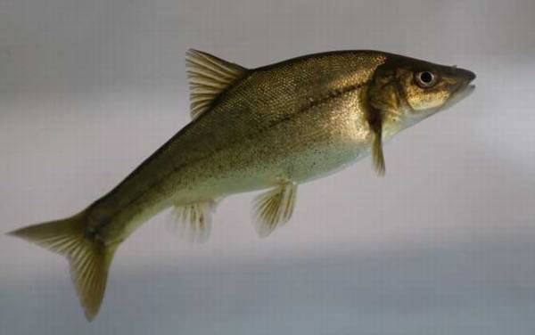 滇池金线鲃是什么鱼?