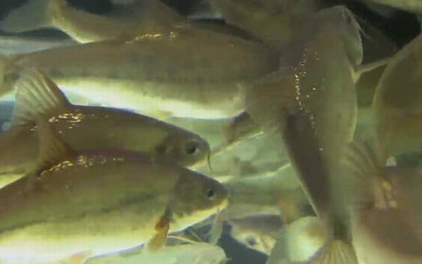 滇池金线鲃是什么鱼?