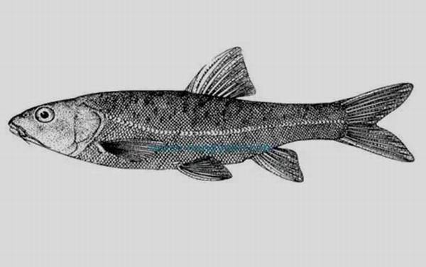 紫色金线鲃是什么鱼?