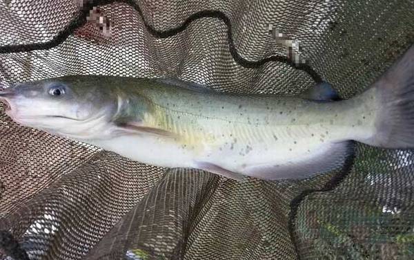 叉尾鱼是什么鱼?