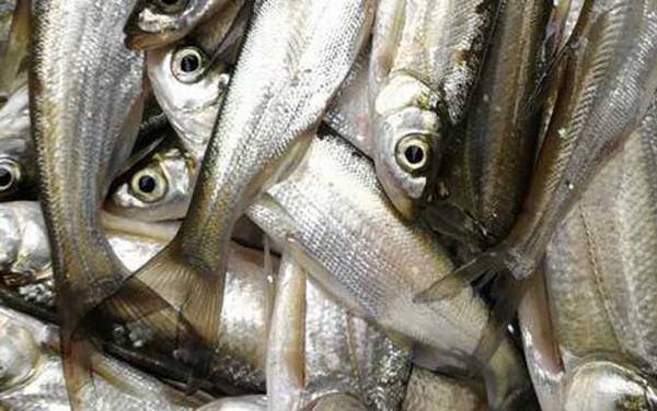 白鱼是什么鱼?