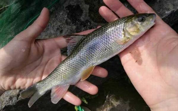 ���ε������㡱��ʲô��˼��