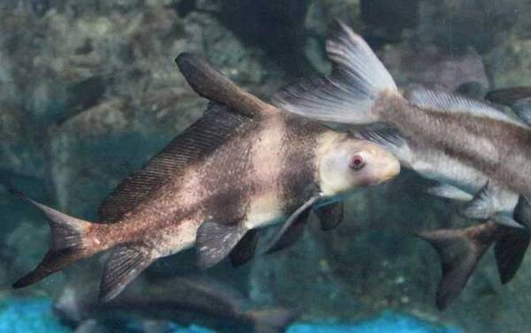 ���ε������㡱��ʲô��˼��