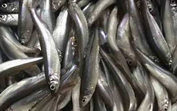 池沼公鱼是什么鱼?