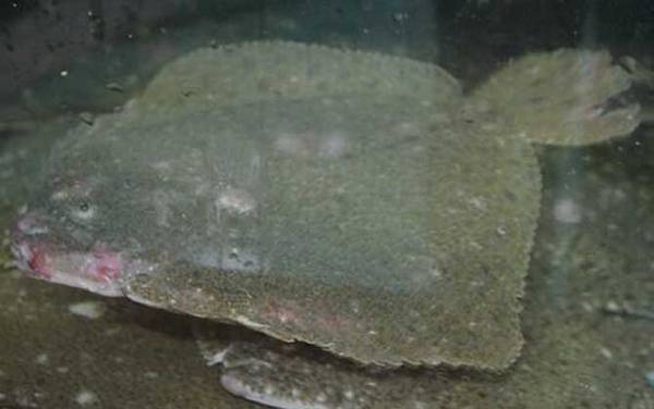 鲽鱼是什么鱼?