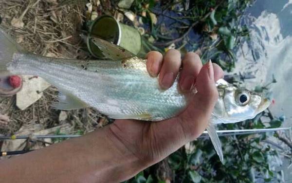 翘壳鱼是什么鱼?