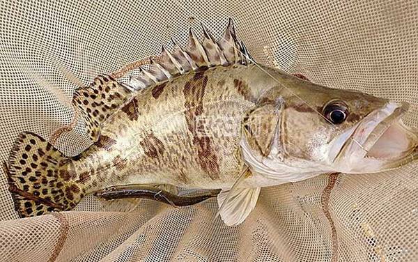 桂花鱼是什么鱼?