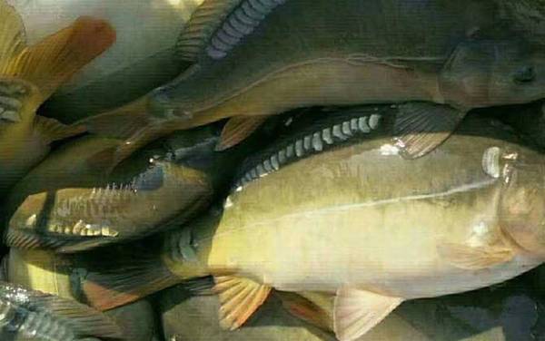 德国镜鲤是什么鱼?