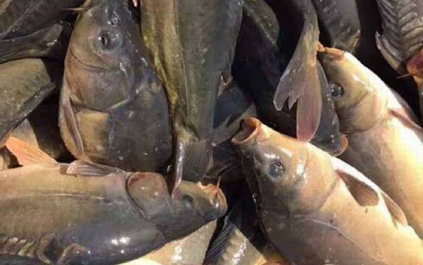 德国镜鲤是什么鱼?