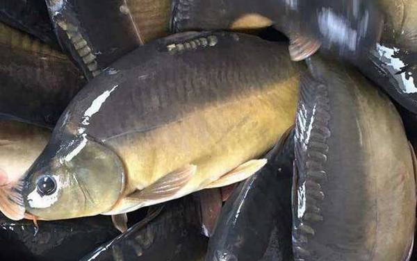 德国镜鲤是什么鱼?