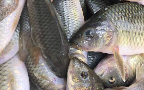 稻花鱼是什么鱼?