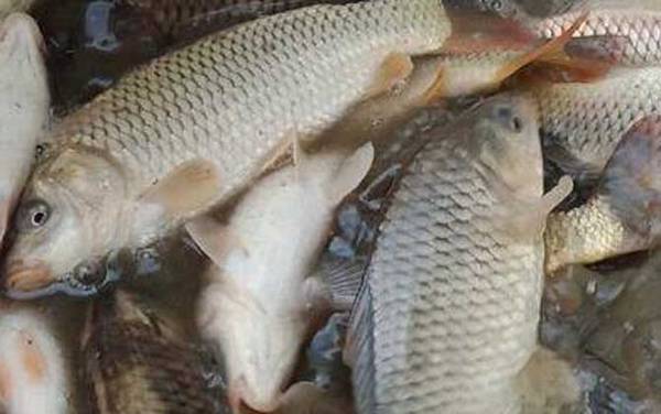 稻花鱼是什么鱼?