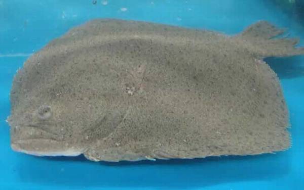 多宝鱼为啥叫癌鱼?