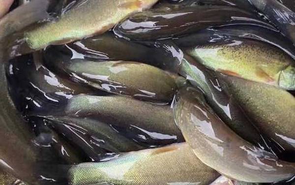 丁桂鱼是什么鱼?