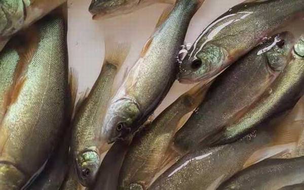 丁桂鱼是什么鱼?