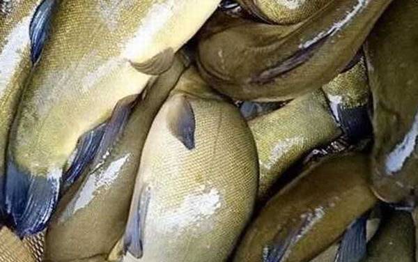 丁桂鱼是什么鱼?