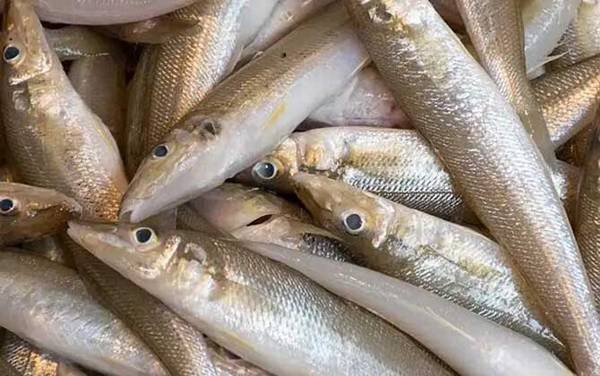 多鳞鱚是什么鱼?