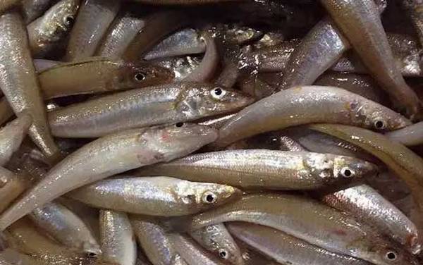 多鳞鱚是什么鱼?