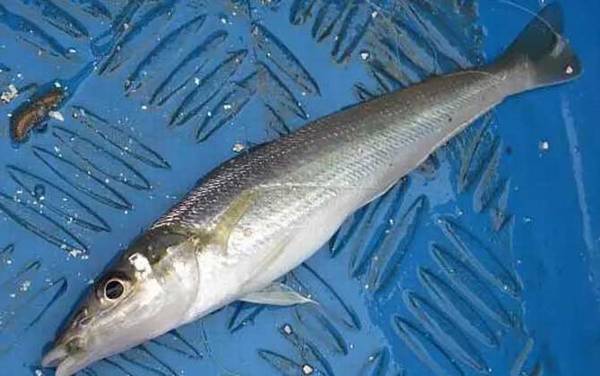 多鳞鱚是什么鱼?
