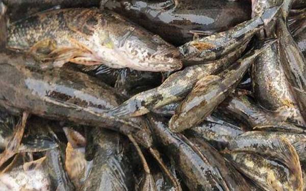 呆子鱼是什么鱼?