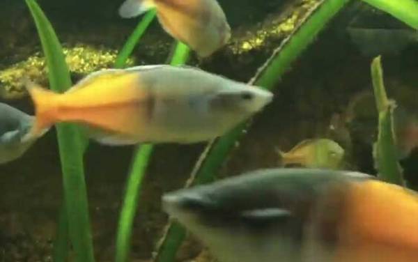 澳洲彩虹鱼是什么鱼?