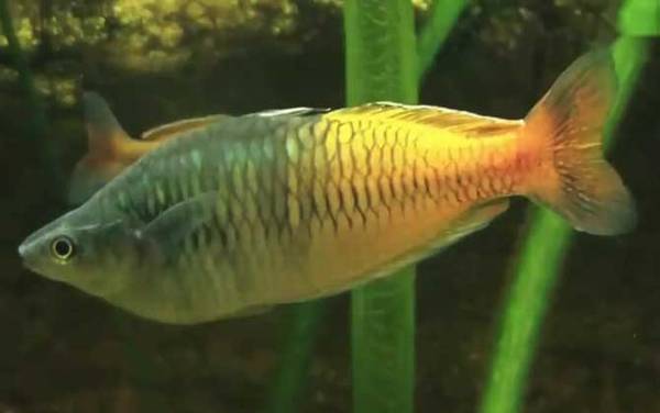 澳洲彩虹鱼是什么鱼?