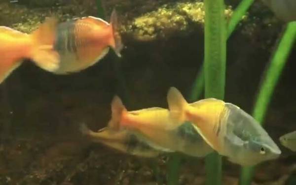 澳洲彩虹鱼是什么鱼?