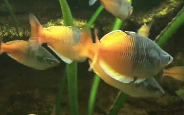 澳洲彩虹鱼是什么鱼?