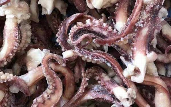 八爪鱼是什么动物?