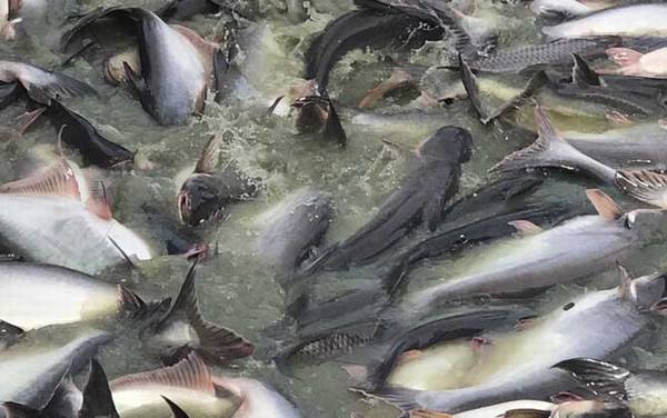 巴沙鱼是什么鱼?