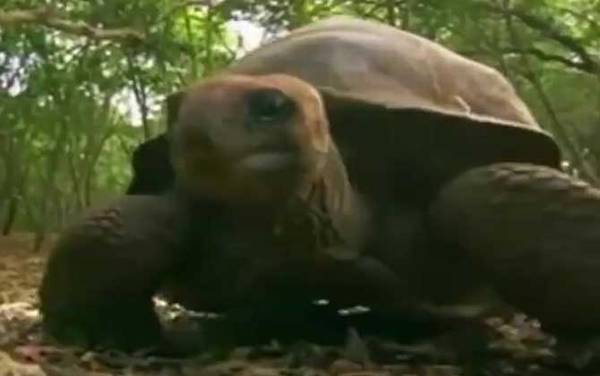 象龟是什么动物?