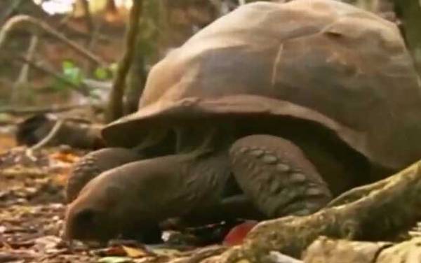 象龟是什么动物?