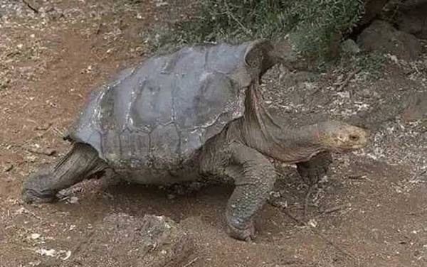 象龟种类名称及图片大全