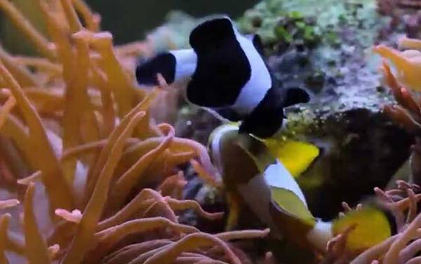 小丑鱼是什么鱼?