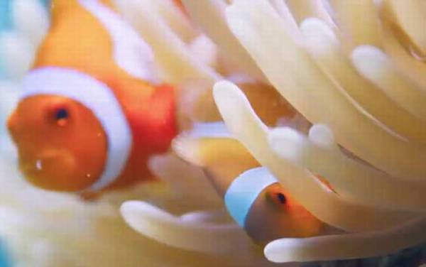 小丑鱼怎么养长的快?