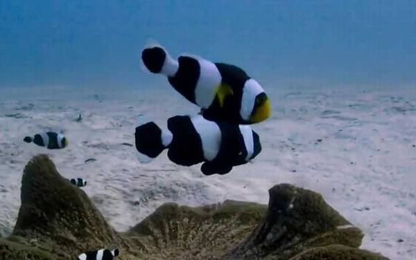 小丑鱼怎么养长的快?