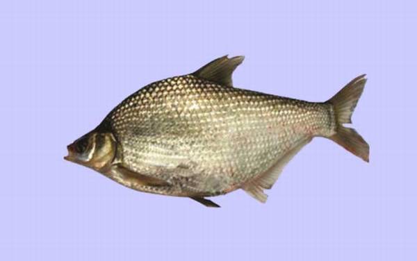 三花五罗都是什么鱼?