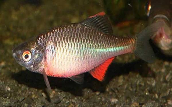 三花五罗都是什么鱼?