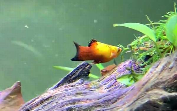 养鱼的水有什么讲究?