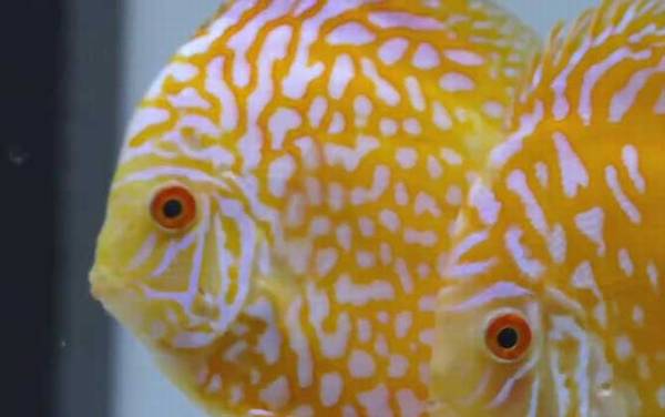 养鱼的水有什么讲究?