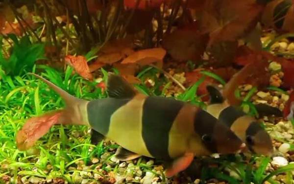 鱼的记忆有多久?