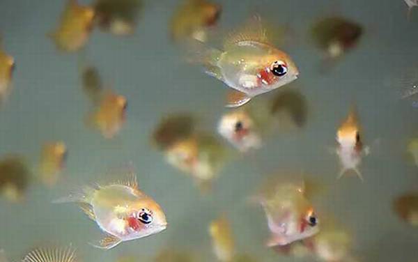 鱼的尾巴像什么?