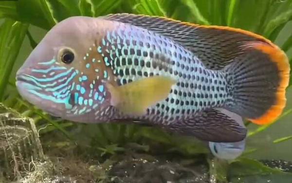 鱼生病了怎么办?