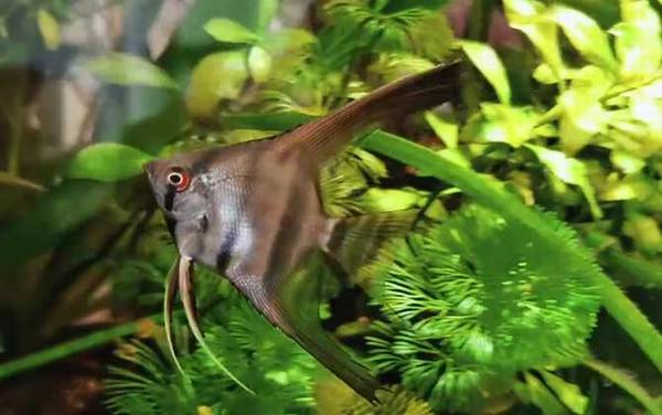 鱼生病了怎么办?