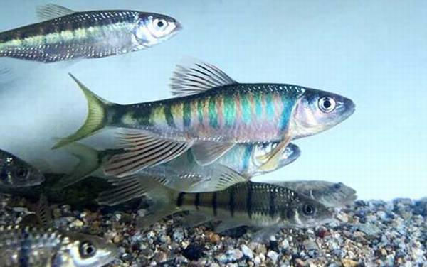 鱼生病了怎么办?