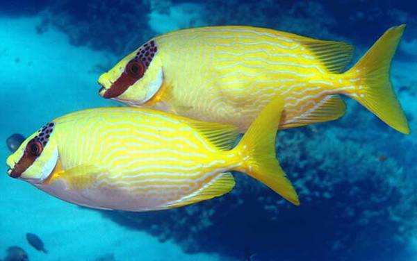 鱼生病了怎么办?