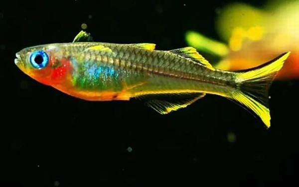 鱼跳出水面是什么征兆?