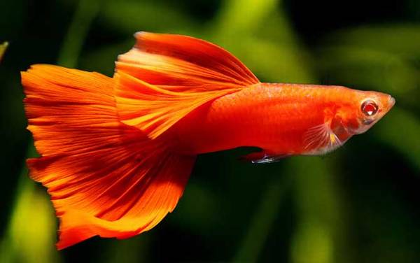 母鱼生小鱼有什么征兆?