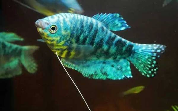 鱼跳出水面是什么征兆?