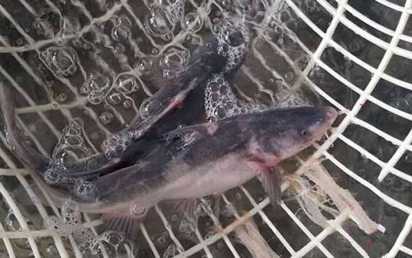 鱼钩鱼是什么鱼?